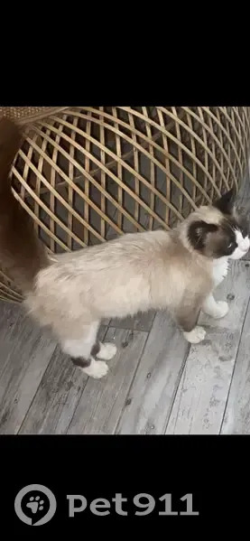 Chat perdu : beige, blanc et noir, Galgon - photo