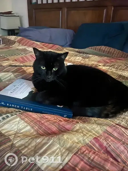 Lost: 10-Year-Old Black Cat in Bend - photo