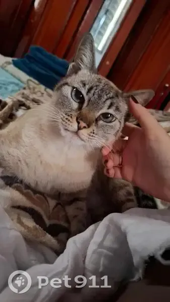 gato desaparecida - photo