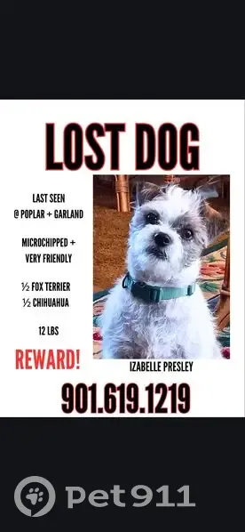 Lost Dog: White with Brindle Spots - Memphis - photo