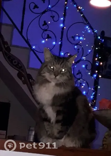 Gato Perdido: Gris y Blanco en Torrevieja - photo