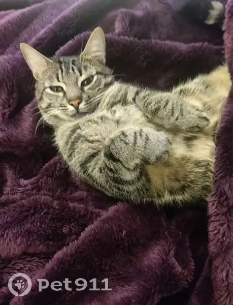 Chat tigré gris perdu à Toulouse - photo