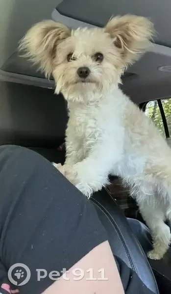 Lost Pomapoo: Help Find Charlie! - photo