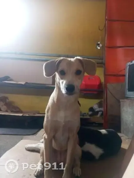 cachorro desaparecida - photo