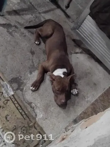 cachorro desaparecida - photo