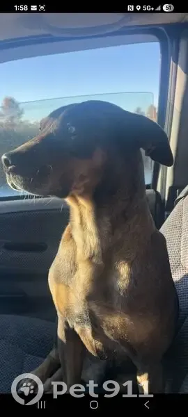 Lost Catahoula: Blue Eyes & Paw Scar - photo