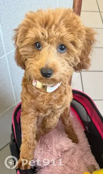 Lost Mini Poodle: Jelly Bean in Lake City - photo