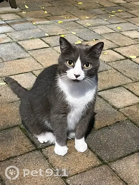 Lost 7-Year-Old Gray Cat in Islip Area - photo