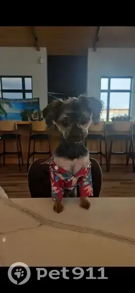 Lost Yorkie: Black Shirt, Tower Rd Area - photo