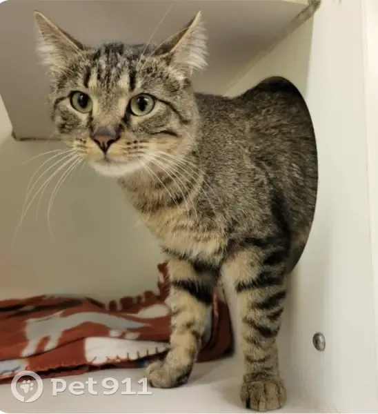 Lost Grey Cat: Friendly, Bell Collar - photo