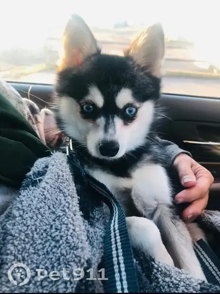 Lost Alaskan Klee Kai in Louisville - photo