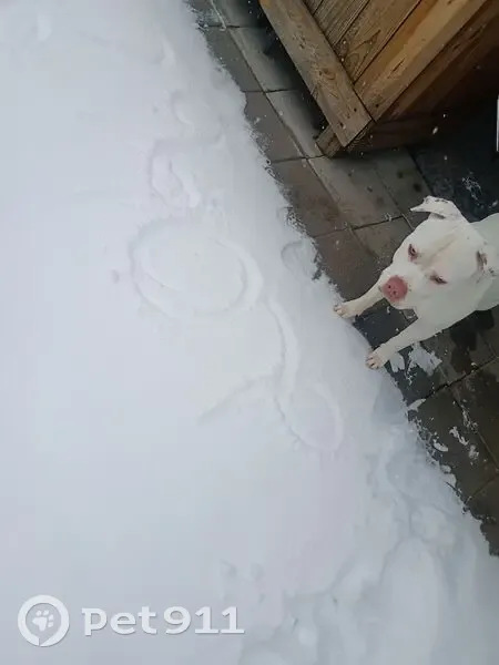 Lost Dog: White with Brown Ear Marks - photo