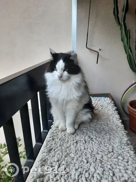 Chat perdu 16 ans noir et blanc, craintif - photo