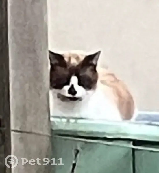 Chat tricolore calme trouvé à Paris - photo