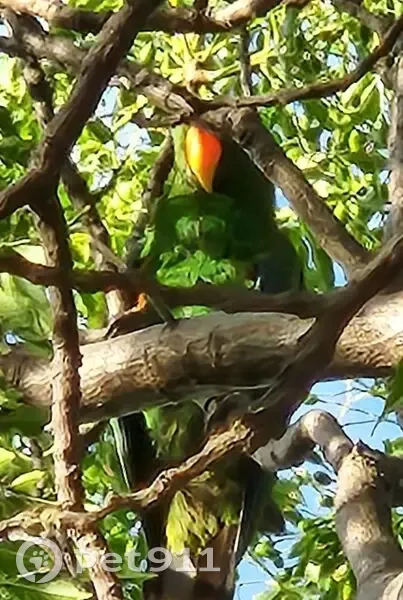 Green Parrot Spotted: Charnock St, Adelaide - photo