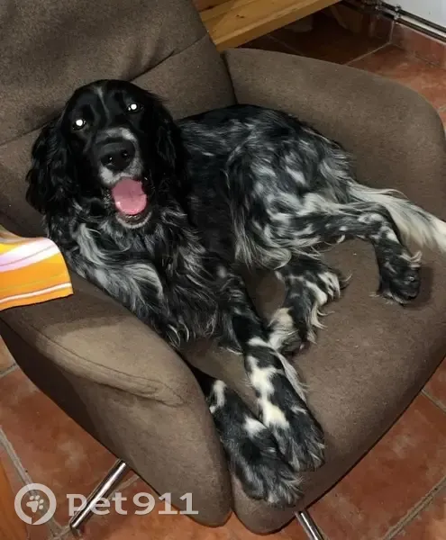 Setter Inglés Perdido en Palancares - photo