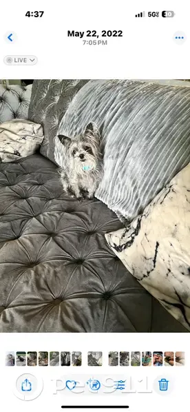 Lost Silver Yorkie on Weron Ln, Cincinnati - photo