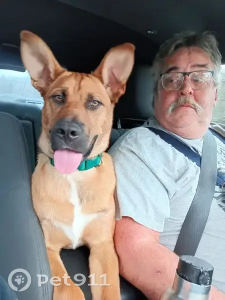 Lost Dog: Brown with White Chest, Sparta - photo