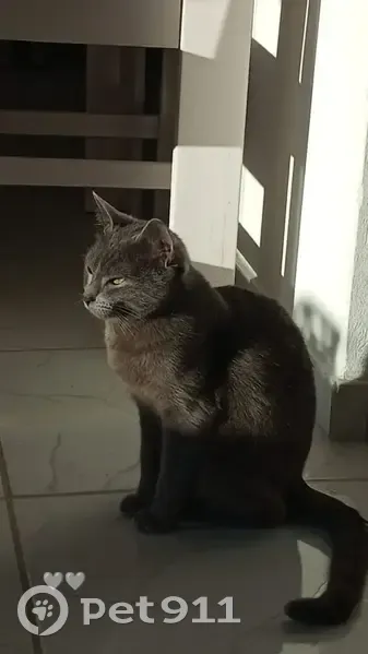 gato desaparecida - photo