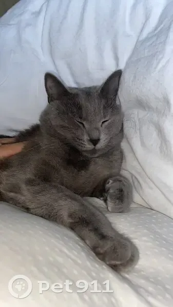 Зникла сіра кішка в Одесі, вул. Дальницька - photo