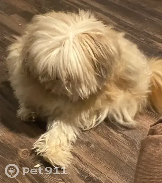 Lost Tan Dog: Grumpy, Escaped in Mesa - photo