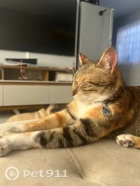 gato desaparecida - photo