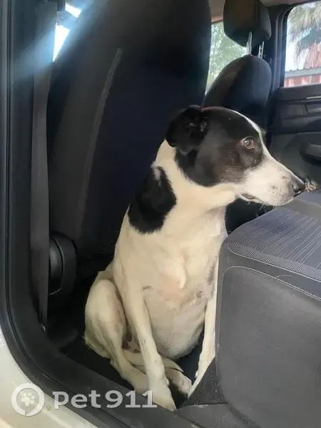 Found Black/White Dog at Kovsie's Gate - photo