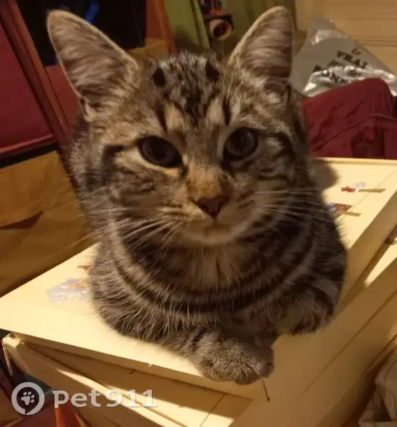 Chat perdu, 8 mois, tigré gris, Le Mans - photo