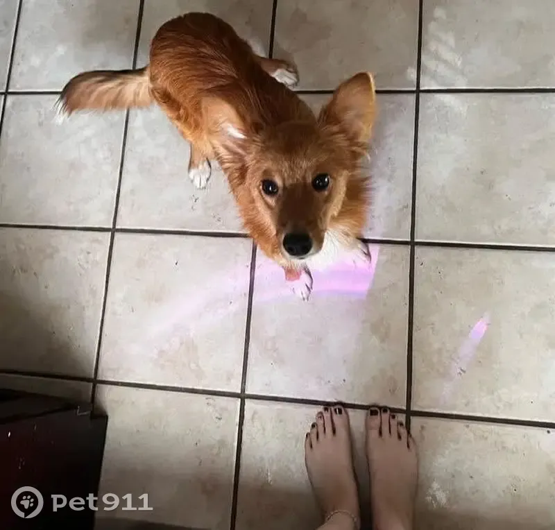 Lost Red Dog Juno - Reward for Return - photo