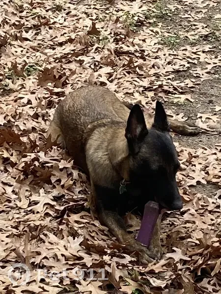 Lost Belgian Malinois in San Antonio - photo