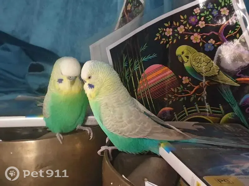 Lost Budgie: Yellow/Green, George St Sydney - photo