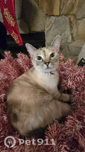 Lost Grey & White Cat: Blue Eyes, Skiddish - photo