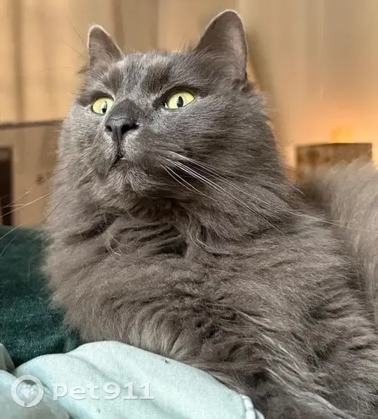 Fluffy Grey Cat Lost on Vesperdene Rd - photo