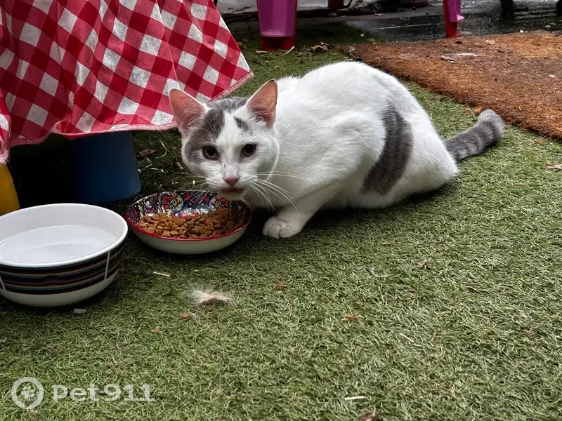 Jeune chat trouvé à Saint-Pryvé-Saint-Mesmin - photo