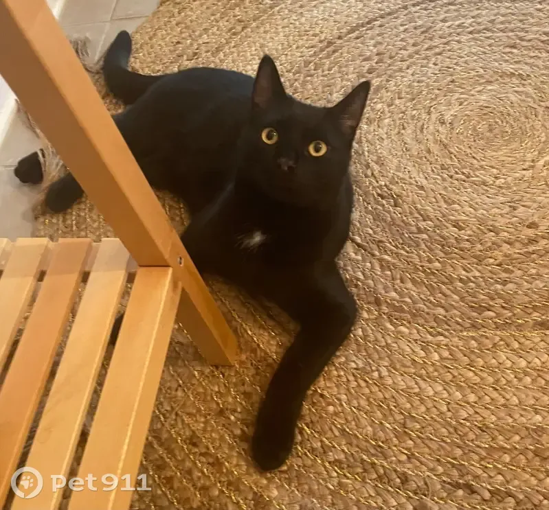 Chat noir perdu, craintif à Orvault - photo