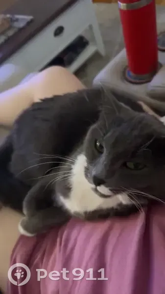 Lost Grey Cat: White Mustache, Salisbury - photo