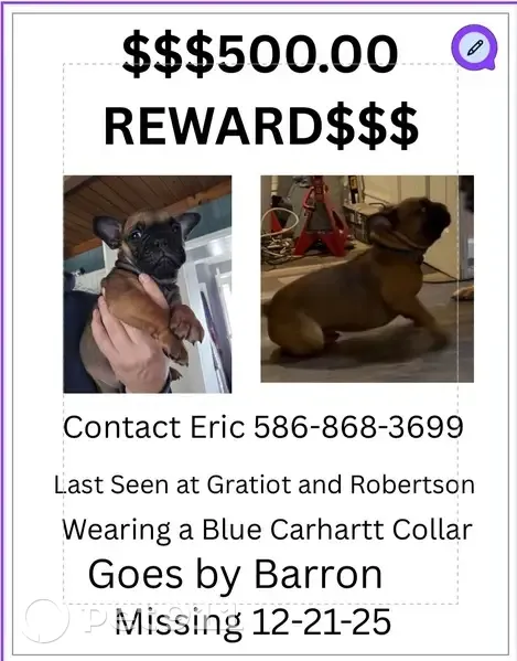 Lost Dog: Reddish Brown, Blue Collar - photo