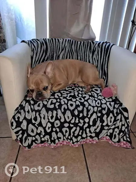 Lost Dog on Dean Acre Dr, Orlando - photo