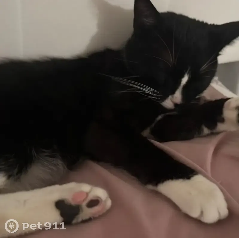 Lost Tuxedo Cat: Changed Behavior Alert - photo