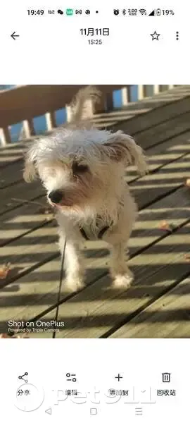 Lost: Lulu, Energetic 2-Year-Old Mutt - photo