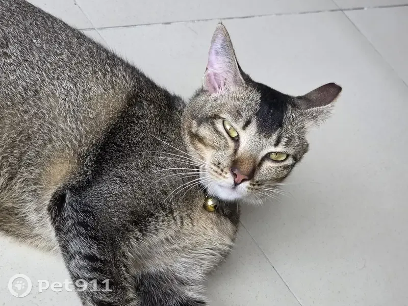 Crippled Cat Missing in Singapore 120419 - photo