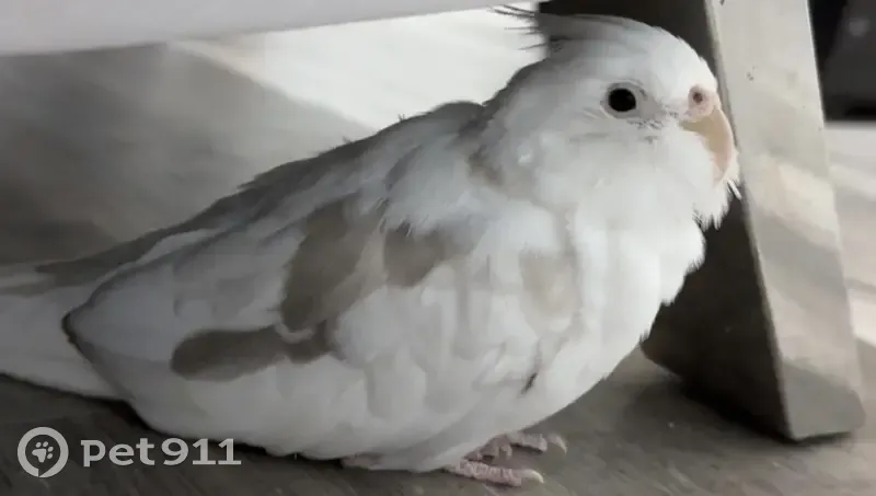 Lost Cockatiel: Help Find Our Feathered Friend! - photo