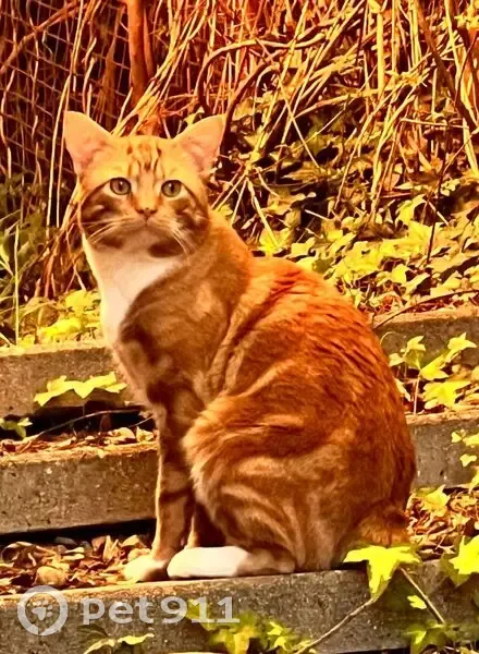 Lost Orange Cat: No Tail, Shy - Aranda - photo