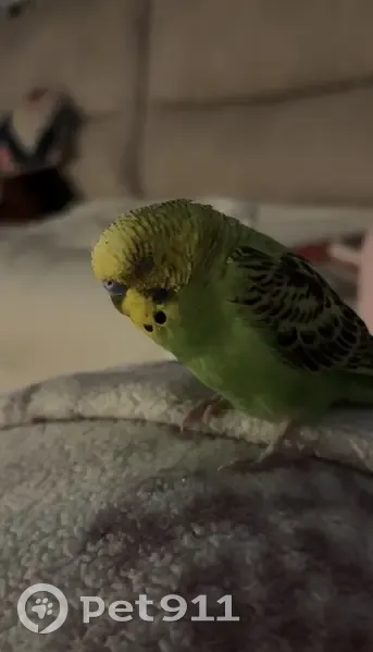 Lost Parakeet: Yellow Face, Blue Tail - photo