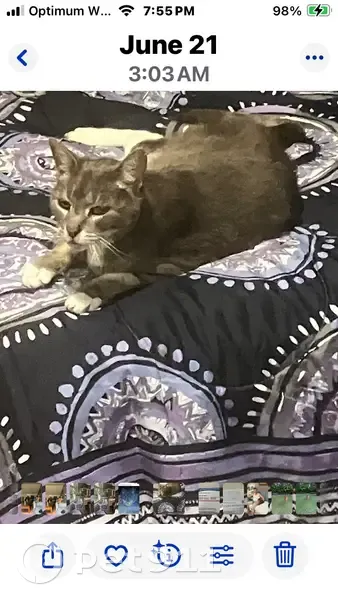 Lost Big Cat in East Patchogue: Help! - photo