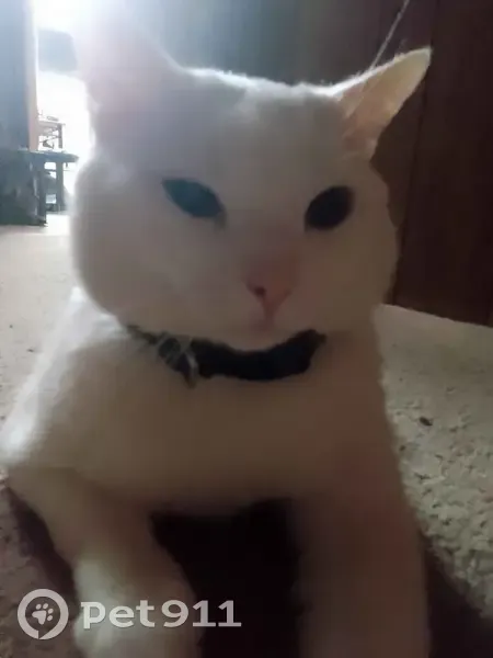 Lost White Cat: Baird Crescent, Tamworth - photo