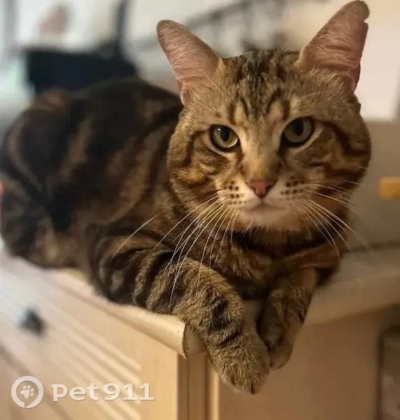 Chat perdu à Bougival : Monsieur M recherché - photo