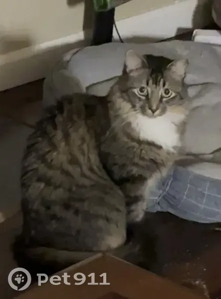 Help Find Pickles: Missing Gray Tabby - photo