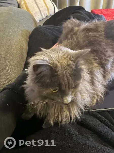Lost Grey Cat: Aylin Missing in Logan - photo