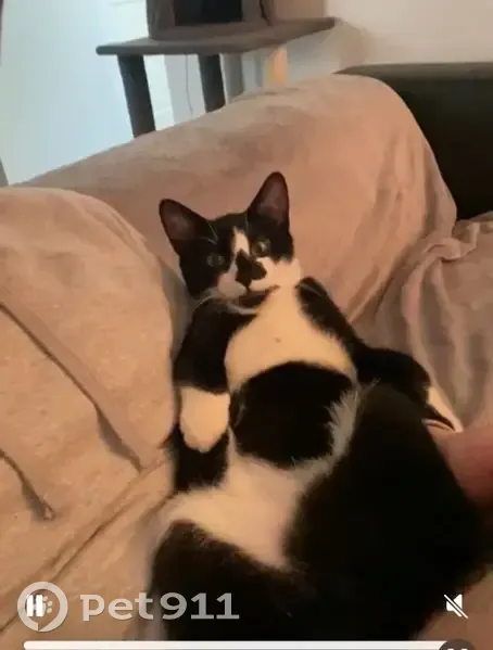 Chat perdu, noir et blanc, 8 mois, Marly-le-Roi - photo
